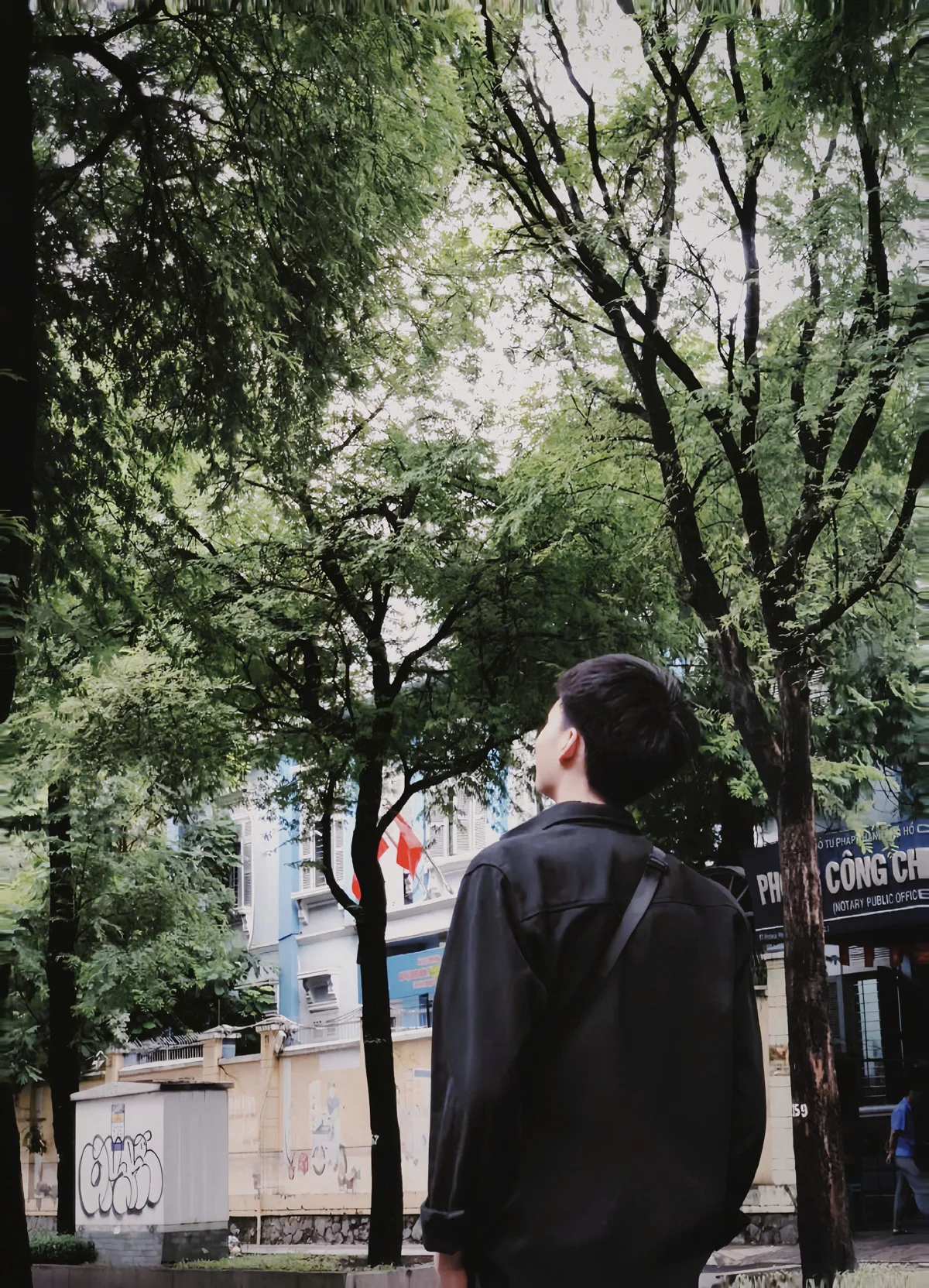 Hải Bằng giữa hàng cây